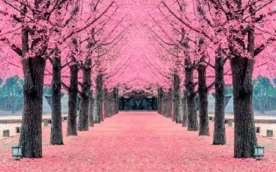 Cherry Blossom Season in Taiwan