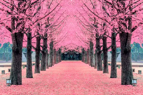 Cherry Blossom Season in Taiwan